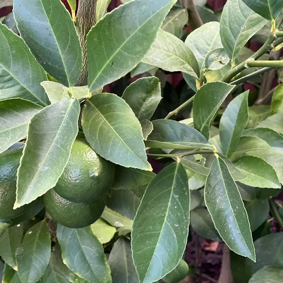 Meet your Posher, Andrea - Picture 1 of 1